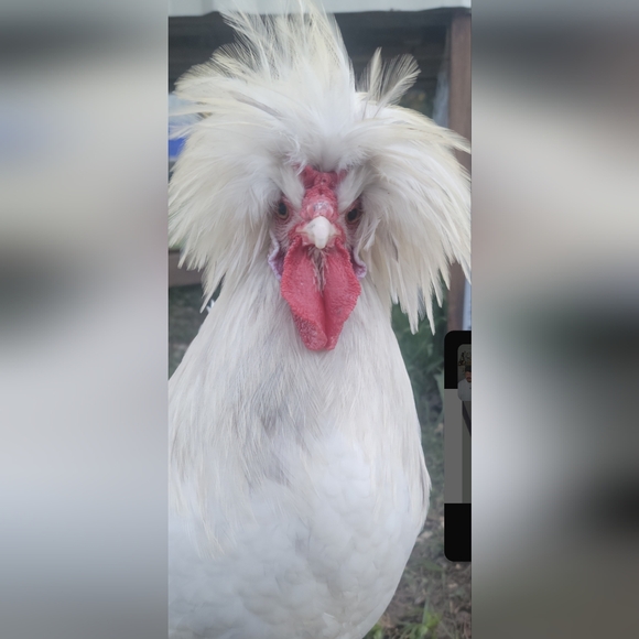 MELODY'S LIVE SHOW HOST LISTING - Picture 15 of 15